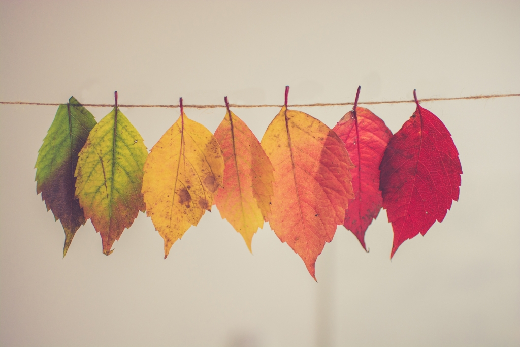 Multicolored fall leaves.
Only Leaves should fall, not patients.